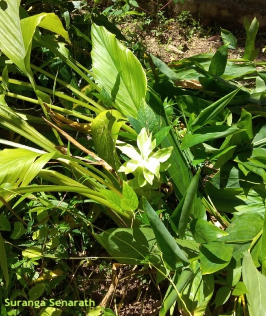 Curcuma longa L.